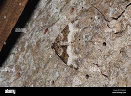 Attēlu rezultāti vaicājumam “Euphyia unangulata”