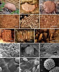 Attēlu rezultāti vaicājumam “Tubifera applanata”