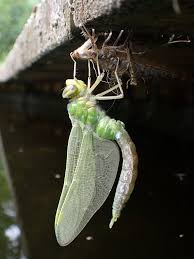 Attēlu rezultāti vaicājumam “Tenthredo scrophulariae exuvia”