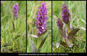 Attēlu rezultāti vaicājumam “Dactylorhiza cruenta flower”