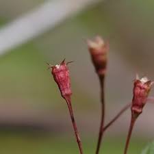 Attēlu rezultāti vaicājumam “Gillenia trifoliata”