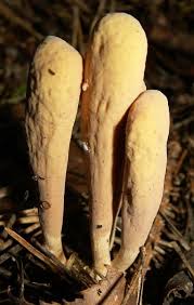 Attēlu rezultāti vaicājumam “Clavaria sphagnicola”