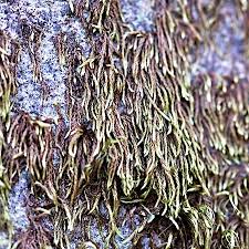 Attēlu rezultāti vaicājumam “Pterigynandrum filiforme”