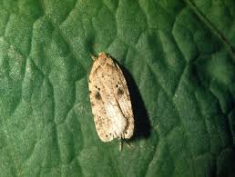Attēlu rezultāti vaicājumam “Agonopterix aranella”