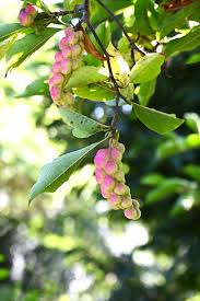 Attēlu rezultāti vaicājumam “Magnolia kobus fruit”