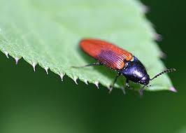 Attēlu rezultāti vaicājumam “Ampedus sanguineus”