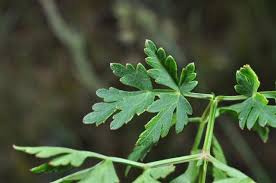 Attēlu rezultāti vaicājumam “Peucedanum oreoselinum flower”