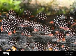 Attēlu rezultāti vaicājumam “Metatrichia vesparia”