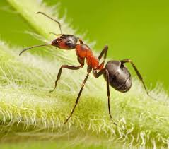 Image result for insect poop
