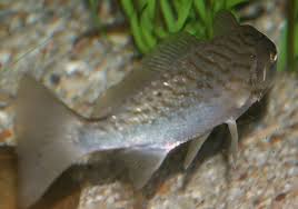 Image result for Leiostomus xanthurus