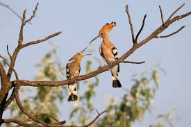 Attēlu rezultāti vaicājumam “Upupa epops adult”