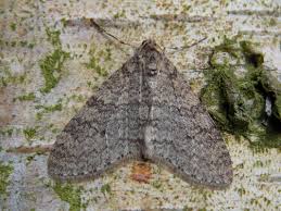 Attēlu rezultāti vaicājumam “Trichopteryx carpinata”