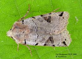 Attēlu rezultāti vaicājumam “Agrochola litura”