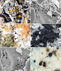 Attēlu rezultāti vaicājumam “Cystocoleus ebeneus”