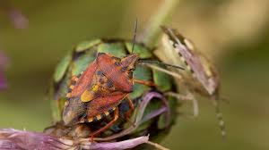 Attēlu rezultāti vaicājumam “Carpocoris sp. nymph”