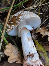 Attēlu rezultāti vaicājumam “Amanita excelsa”