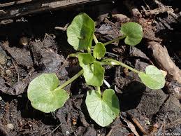 Attēlu rezultāti vaicājumam “Ficaria verna leaf”