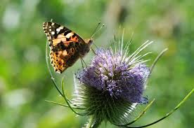 Image result for Scabiosa canescens