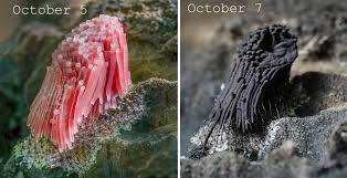 Attēlu rezultāti vaicājumam “Stemonitis foliicola macro”