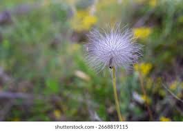 Attēlu rezultāti vaicājumam “Pulsatilla pratensis flower”