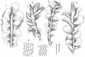 Attēlu rezultāti vaicājumam “Jungermannia hyalina”