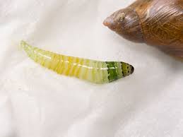 Attēlu rezultāti vaicājumam “Leucochloridium paradoxum”