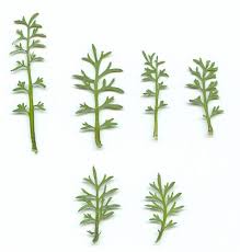 Attēlu rezultāti vaicājumam “Didymium proximum stalked”