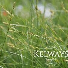 Attēlu rezultāti vaicājumam “Carex remota”