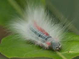 Attēlu rezultāti vaicājumam “Lasiocampidae”