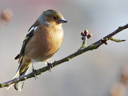 Attēlu rezultāti vaicājumam “Fringilla coelebs male”