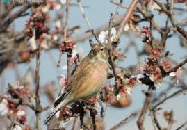 Attēlu rezultāti vaicājumam “Carduelis cannabina adult”