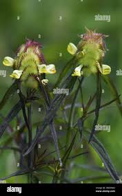 Attēlu rezultāti vaicājumam “Melampyrum cristatum flower”