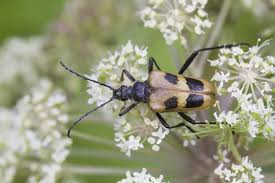 Attēlu rezultāti vaicājumam “Pachyta quadrimaculata”