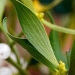 Attēlu rezultāti vaicājumam “Viscum album leaf”