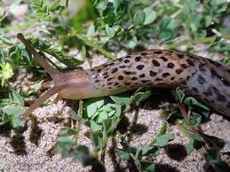 Attēlu rezultāti vaicājumam “Limax maximus”