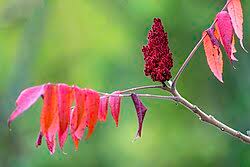Attēlu rezultāti vaicājumam “Rhus typhina flower”
