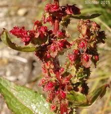 Attēlu rezultāti vaicājumam “Rumex obtusifolius flower”