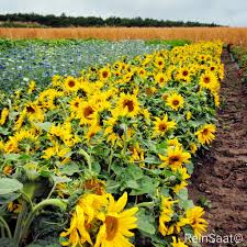 Image result for Sonnenblume