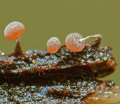 Attēlu rezultāti vaicājumam “Physarum leucophaeum macro”