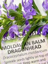 Image result for Dracocephalum moldavicum