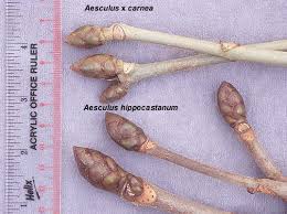 Attēlu rezultāti vaicājumam “Aesculus x hybrida”