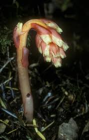Attēlu rezultāti vaicājumam “Pyrolaceae”