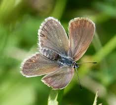 Attēlu rezultāti vaicājumam “Plebejus argus female”