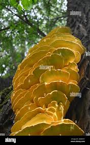 Attēlu rezultāti vaicājumam “Diaperis boleti”