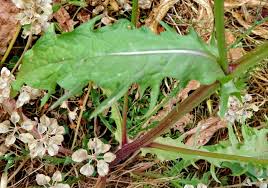 Attēlu rezultāti vaicājumam “Crepis tectorum fruit”