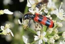 Attēlu rezultāti vaicājumam “Trichodes apiarius”