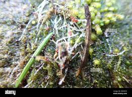 Attēlu rezultāti vaicājumam “Jungermanniopsida”