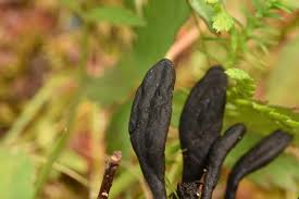 Attēlu rezultāti vaicājumam “Geoglossum sp.”