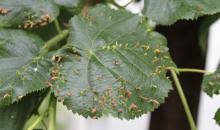 Attēlu rezultāti vaicājumam “Eriophyes tiliae”