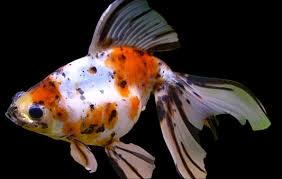 Attēlu rezultāti vaicājumam “Carassius auratus”